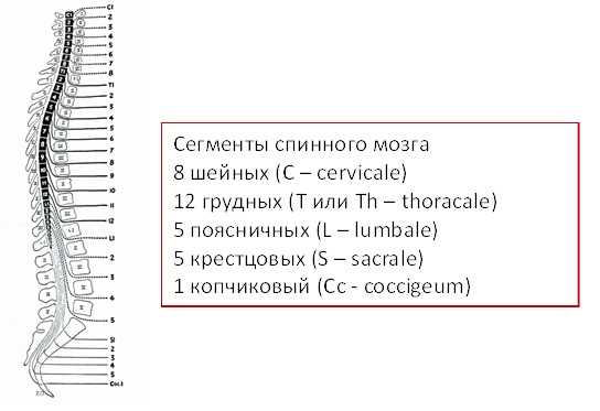 Перефирическая нервная система: сигналы и реакции