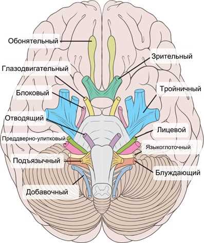 Анатомия человека нервная система регулируется