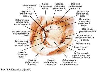 Роль роговицы в зрения: защита и преломление света