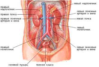 Анатомия мочевыделительной системы человека