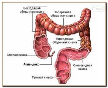 Анатомия пищеварительной системы человека