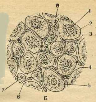 Как осуществляется процесс модификации белков в аппарате гольджи?