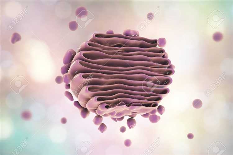 Структура и функции аппарата гольджи в клетке