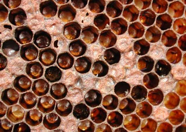 Определение и основные виды бактериальных инфекций у пчел