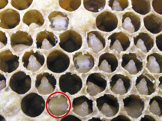 Методы диагностики бактериальных инфекций у пчел