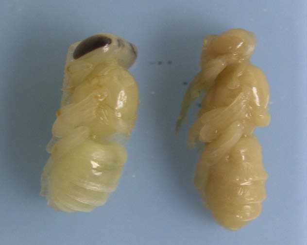 Бактериальные болезни пчел Бактериальные болезни пчел