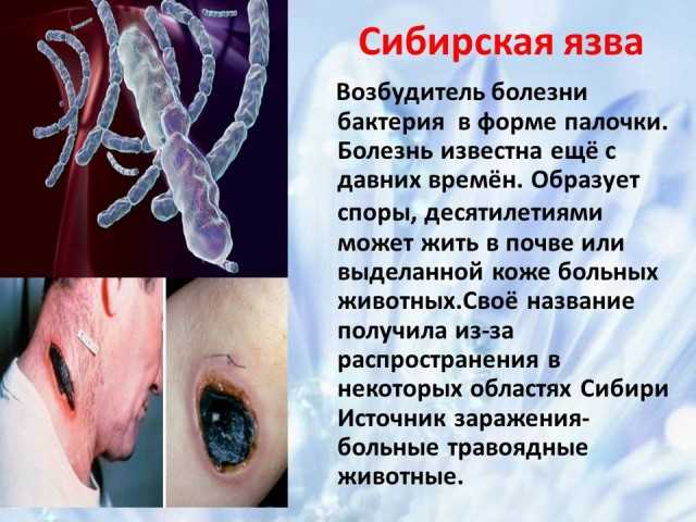 Бактериальные болезни животных