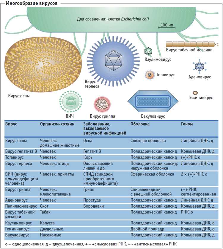 Способы предотвращения бактериальных инфекций