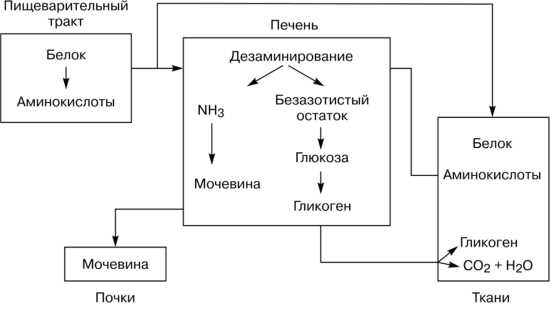 Способы улучшения усвоения белков из пищи: советы и рекомендации