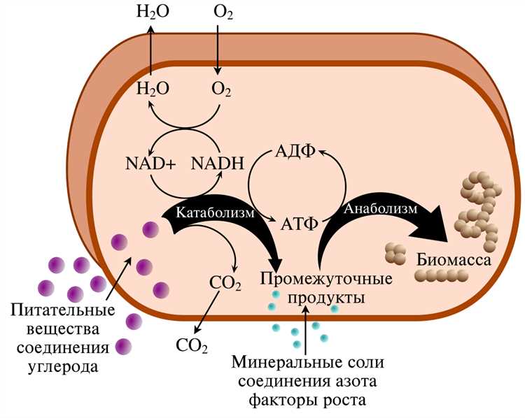 Профилактика заболеваний, связанных с дефицитом железа