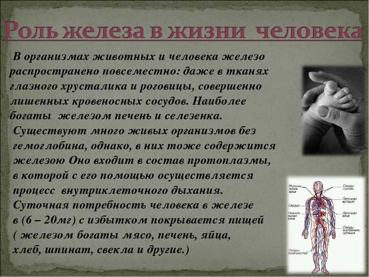 Биологическая роль железа в организме человека с рисунками