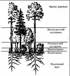 Структурные уровни биоценоза: популяции, сообщества и экосистемы