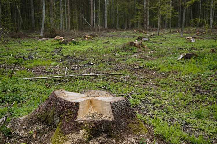 Правовые нормы, регулирующие незаконную рубку